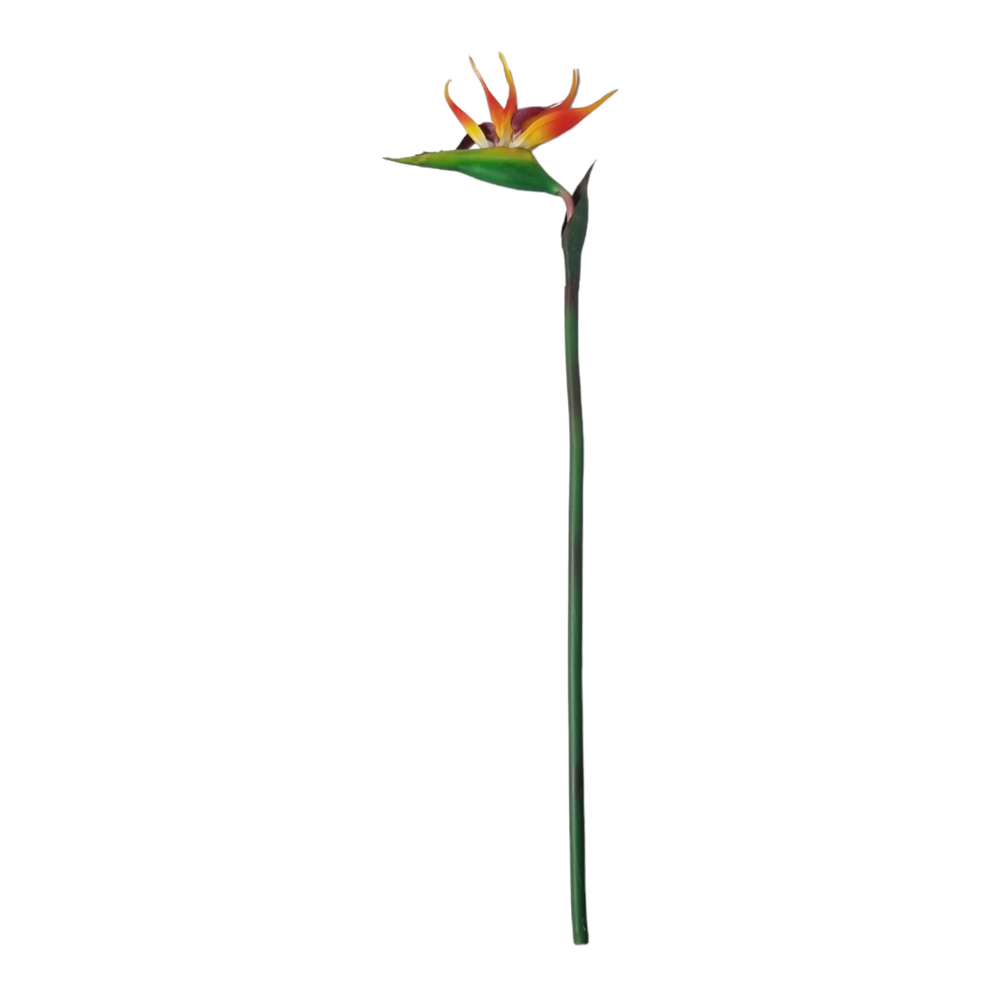 פרח ציפור גן עדן 80 ס"מ